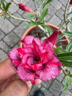 Double Bloom desert rose plant