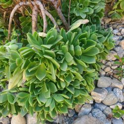 Green Succulent