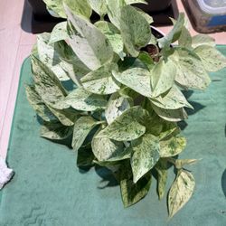 Pothos Snow Queen 