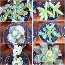 Succulents, Cactus & More