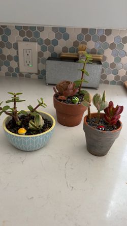 Assorted Small Succulents