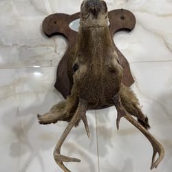 STETSON MAINE SAM ANELLO". Deer Head with mount