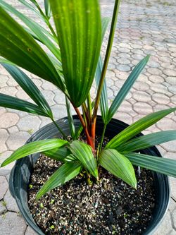 Lipstick Palm, Red sealing wax palm, Cyrtostachys renda,  (7 gallon)
