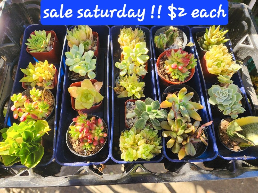PLANT SALE TODAY SATURDAY FROM 1PM TO 5PM SAN LORENZO