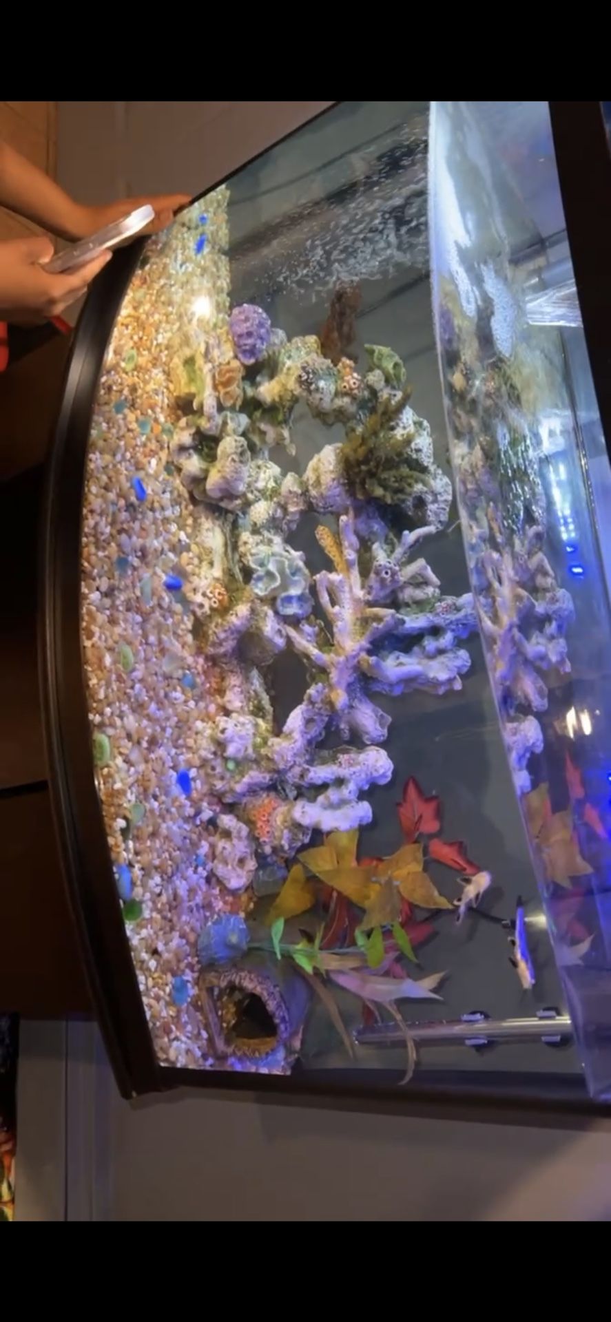 55 GALLON BOW FRONT AQUARIUM
