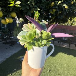 Succulent In A Cup 