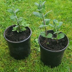Apple Mint Plants