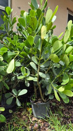 Huge clusias about 4 feet tall instant privacy!!! Hedge for fence sizes available