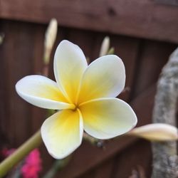 Cutting Plumeria 