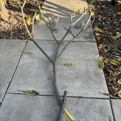 Fresh Plumeria Tree Cuttings