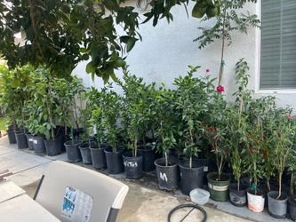 Plantas de guallabos disponibles