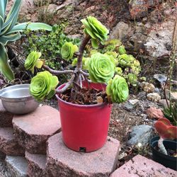Beautiful Succulent In 5 Gallon Pot