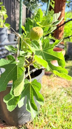 Black Fig Tree in Pot for Sale – Beautiful Fruit-Bearing Plant