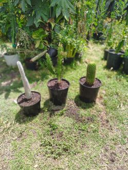 Three different cactus plants