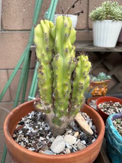Cactus