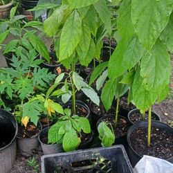 Yard  Sale  Plants  Trees  🌳  9/30/23  Time 8 To 3
