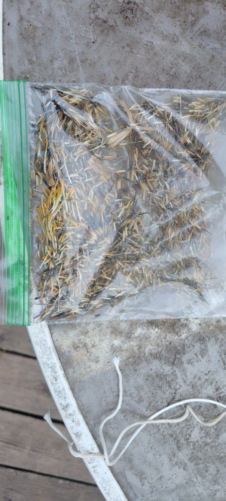 Marigold Seeds