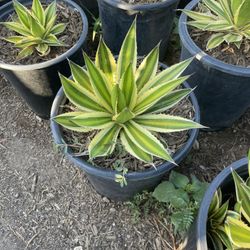 Agaves