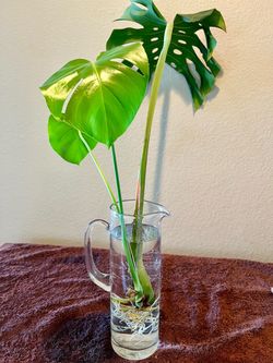 Rooted Monstera Deliciosa ready for a new home plant Swiss cheese yoga glass not included