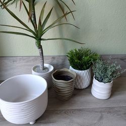 Decorative Table Faux Plants And Containers All $15.00 See My Other Offers Must Pick Up Cash Only 