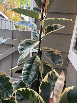 Huge  6 ft tall Rubber tree