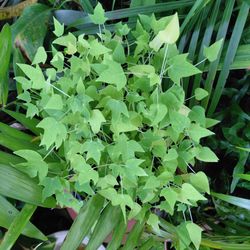 Papaya seedlings