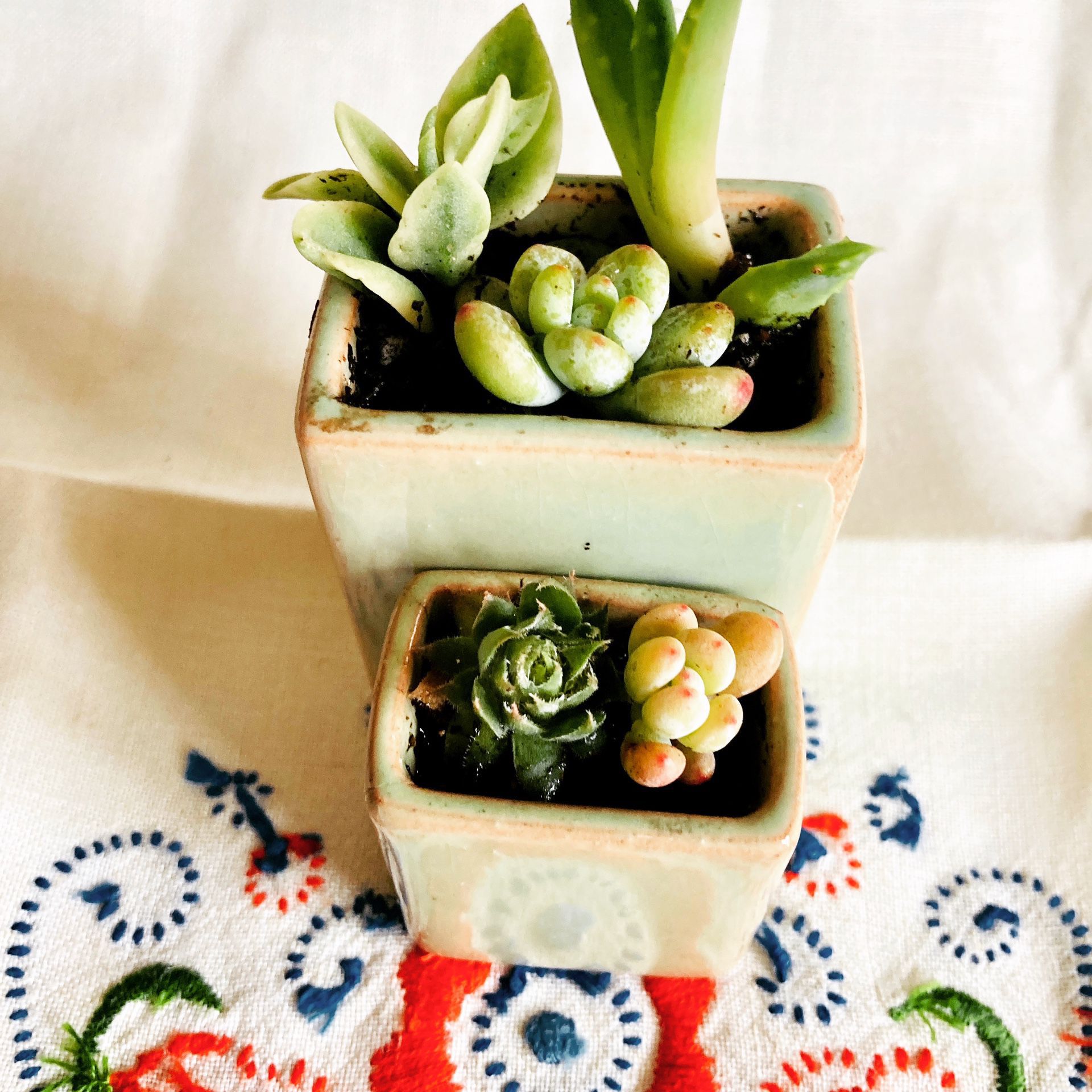 Live Succulent Mini Vintage planters.