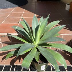 Blue Glow Agave Succulent Plant 