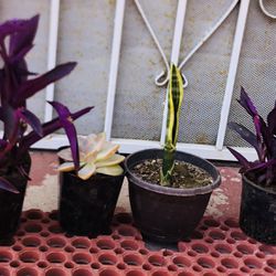 12” Snake Plant, Tiny flower Purple Plants & Succulent Plant - 4 1/2” X 4 1/2” Pots - $2 Each