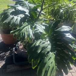 Big Mostera Plant, Ready To Go 