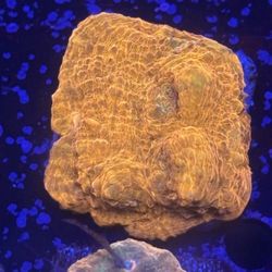 Orange Chalice Display Decor