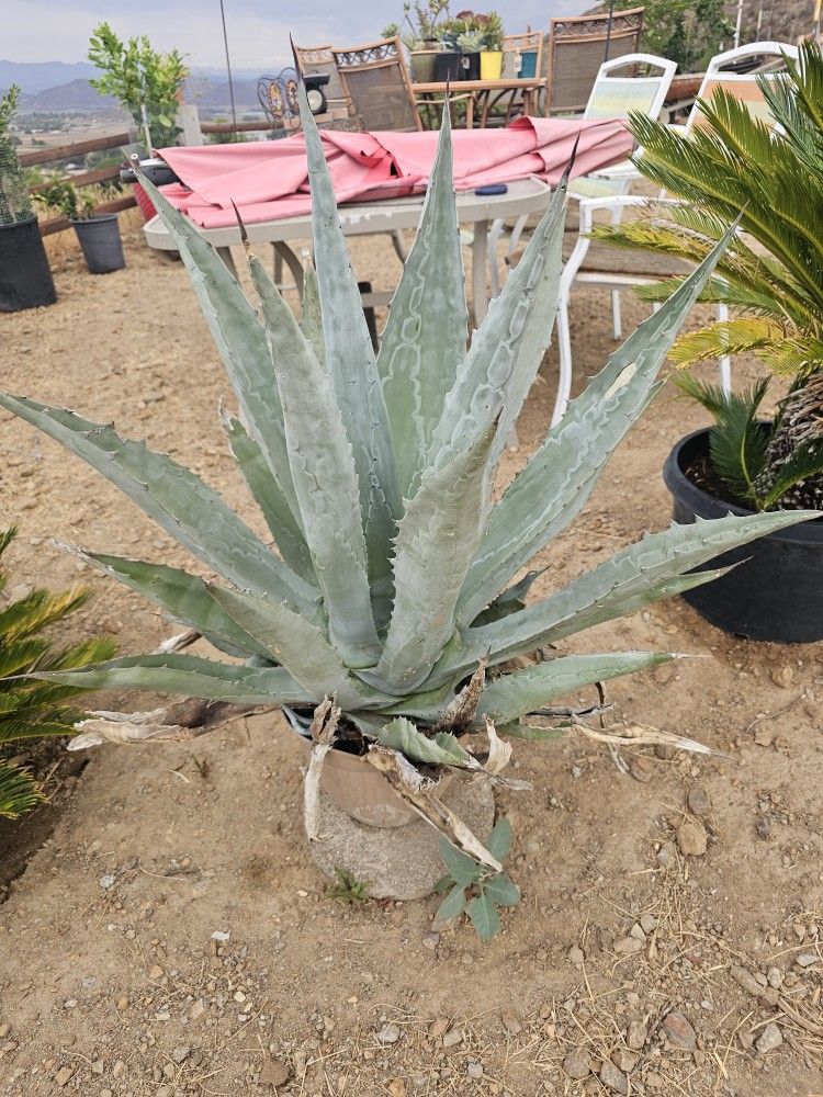 Plant With Pot Big Size 