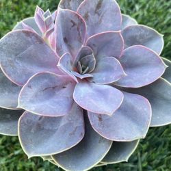 Echeveria Succulent Suculenta Plant Planta