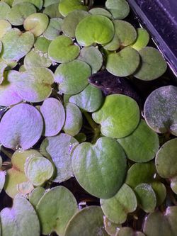 Frogbit plants