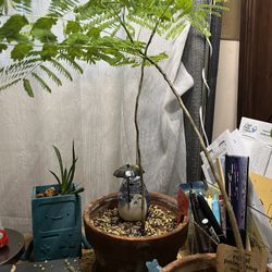 Seed Grown Delonix Regia Flame Tree 2 Years Old