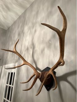 Taxidermy-Elk Antlers
