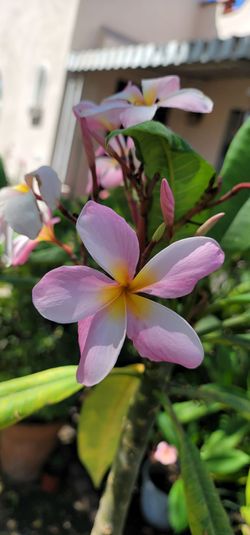 Plumeria
