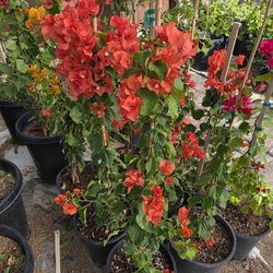 5 Gallon Rosenka Bougainvilleas 