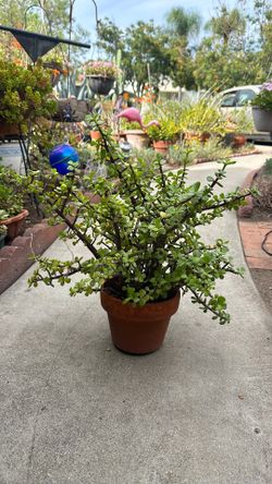 Succulent Plant