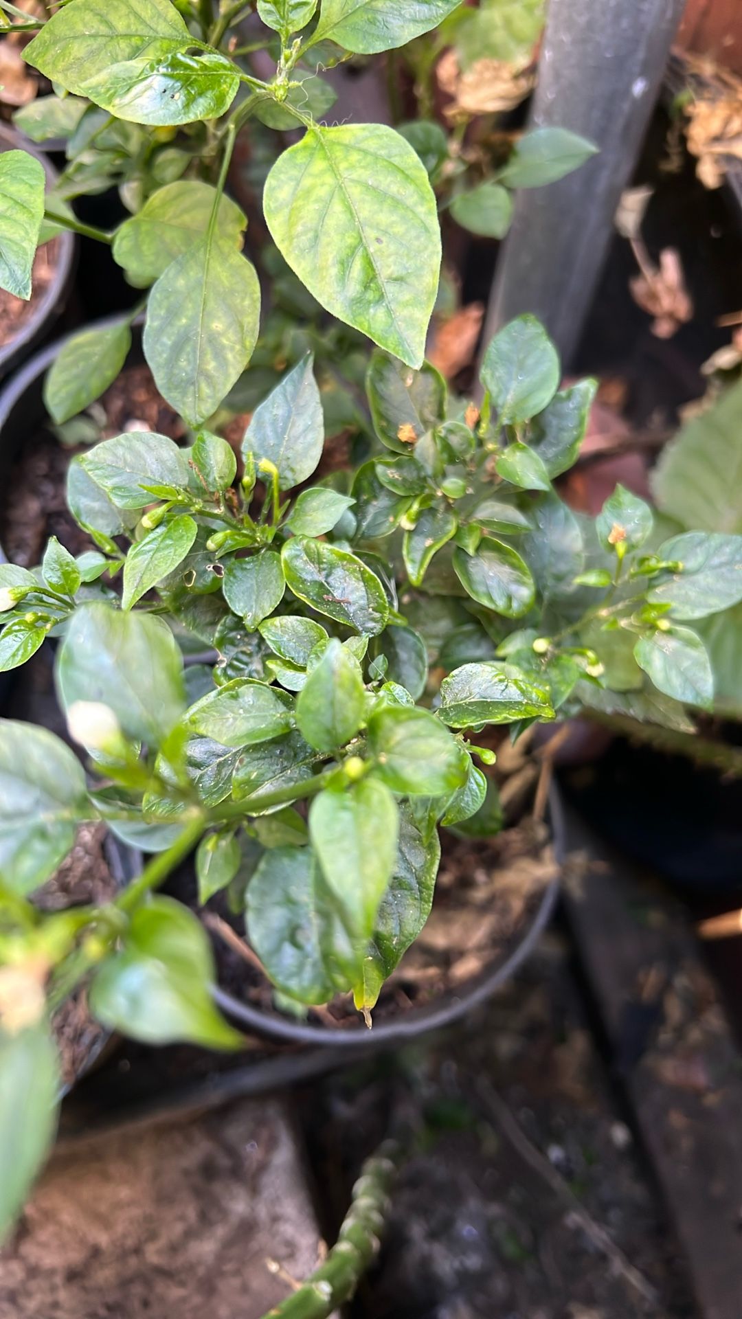 Chiles