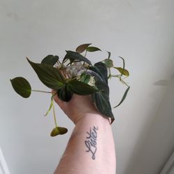 Philodendron Micans Starts