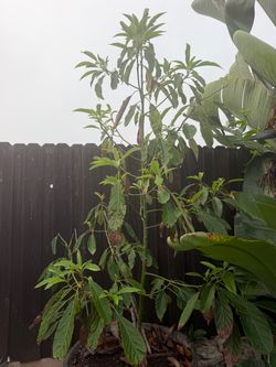Avocado Tree in wooden barrel