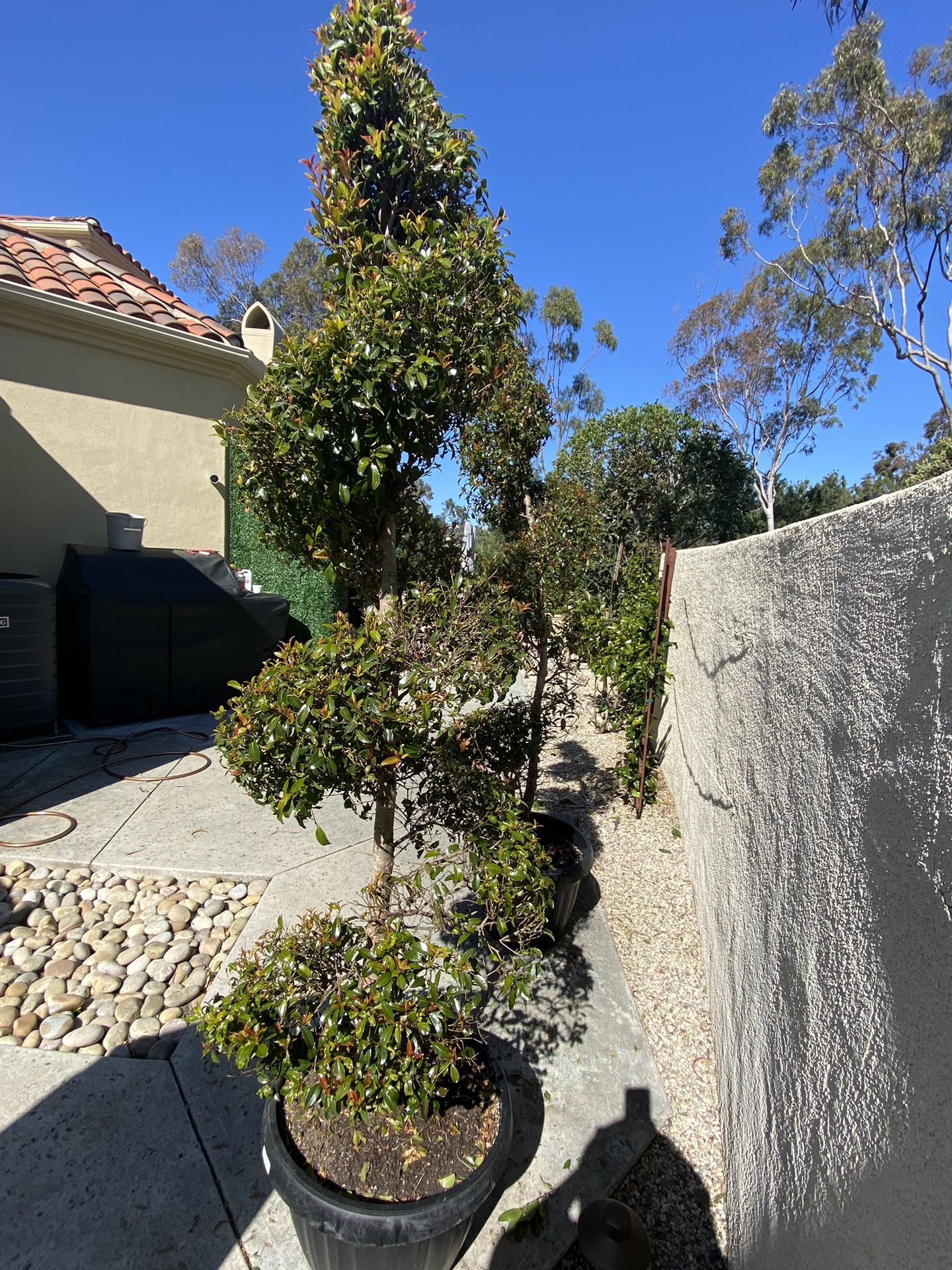 Topiary Twist Monterey Bay Brush Cherry
