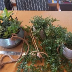 ARTIFICIAL Succulent/Ferns/other plants in VARIETY of Potted Plants