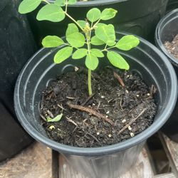 Moringa Trees 