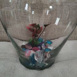 Staged Beta Or Goldfish Bowls