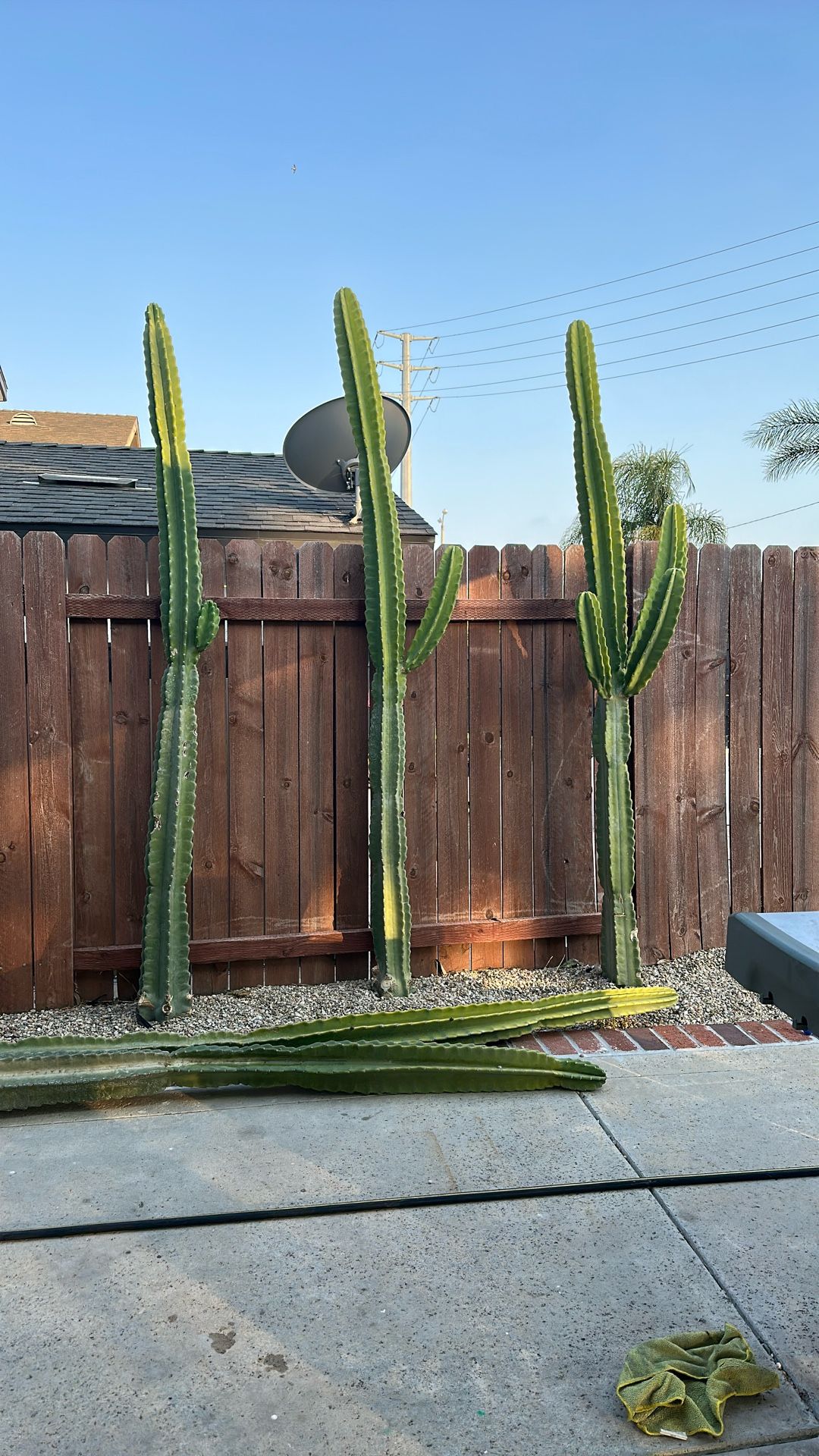 Apple Cactus