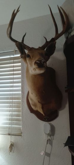 Cabeza de venado 8 picos en base de madera