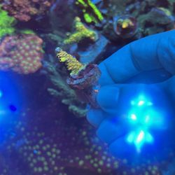 Asd Rainbow Milli Reef Tank Fake Decoration