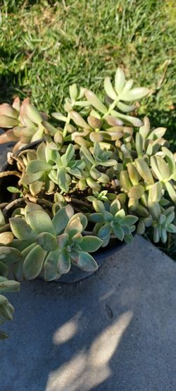 Aeonium Succulent Plant 